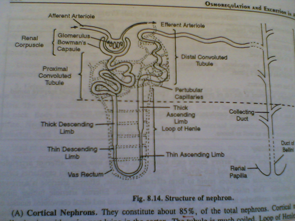 Diagram and Wiring: Diagram Of Nephron Class 10th